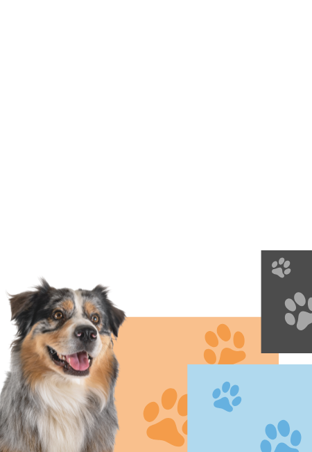 Slider gato home Ibiza