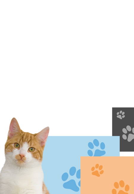 Slider gato home Ibiza